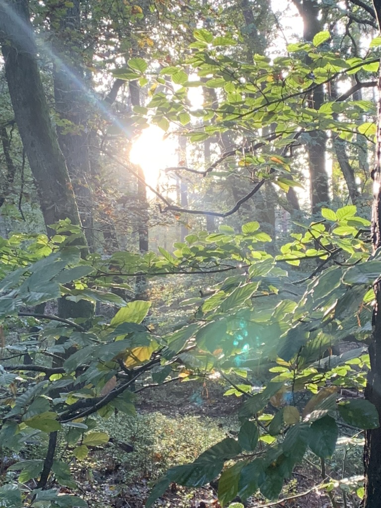 WP3: Policy guidance